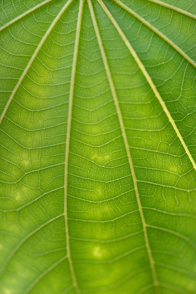 Line art pattern on green dwarf white leaf texture macro photography