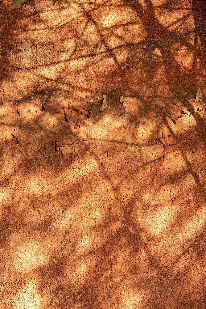Tree branch shadow on a grunge wall