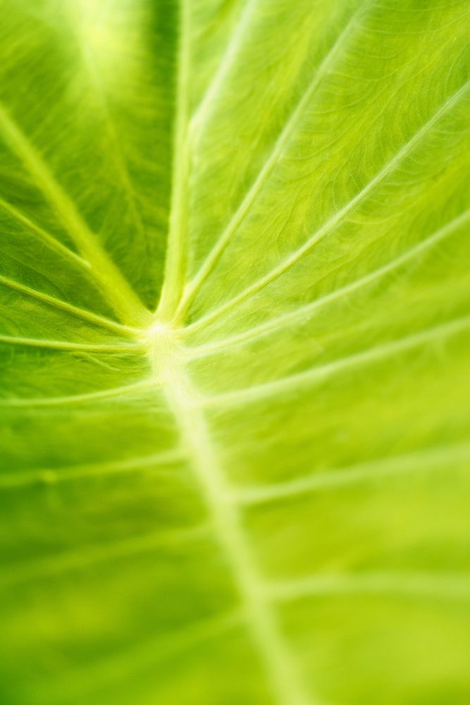 Foliage line art of light green Taro or elephant ear leaf macro photography