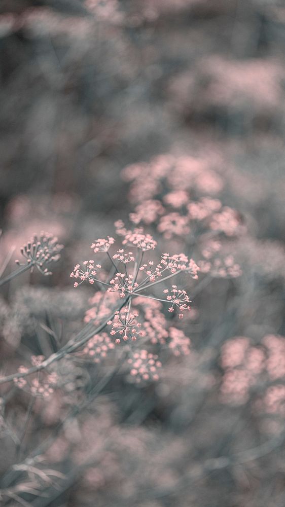 Pink color effect on natural yellow dill flower