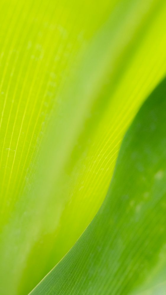 Spider lily or giant crinum lily leaves macro photography mobile wallpaper