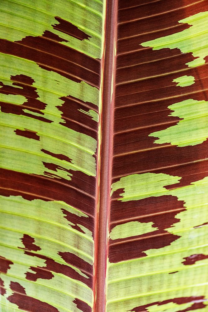 Line art pattern on dwarf cavendish banana leaf texture macro photography