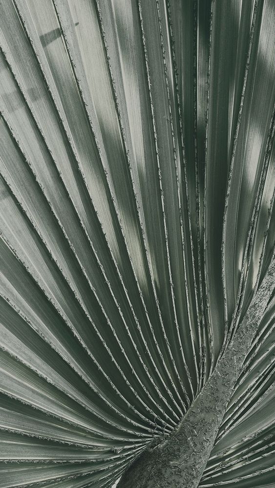 Nature iPhone wallpaper background, fan palm leaf