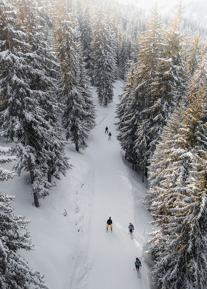 People skiing in a snowy forest