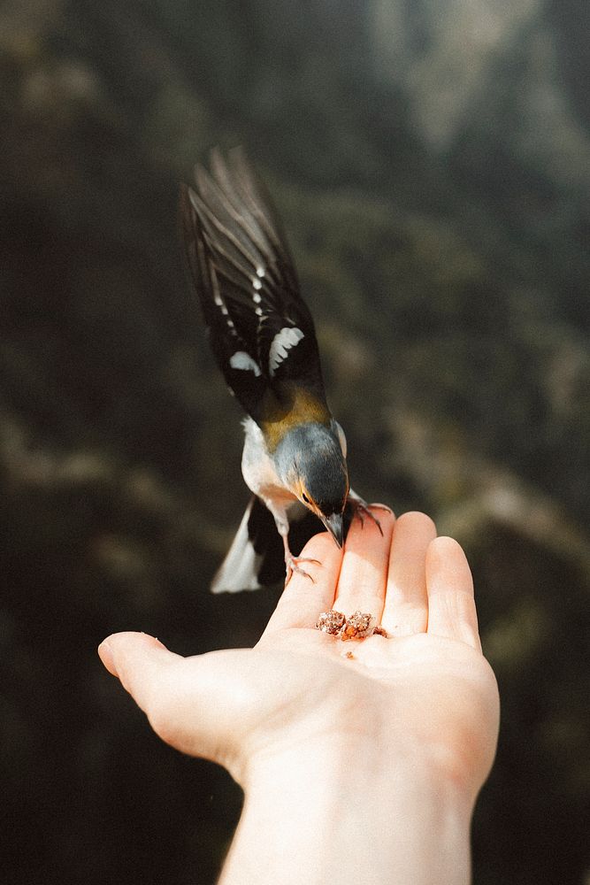 Tiny wild bird eating seeds out of a man's hand
