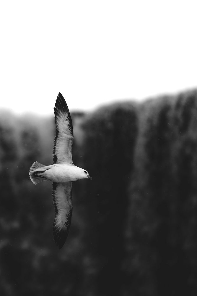 Seagull soaring over the Icelandic nature