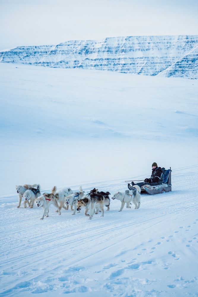 A young boy is teaching his dogs whilst dog Sledding through the glacial valley on the small island of Disko, off the West…
