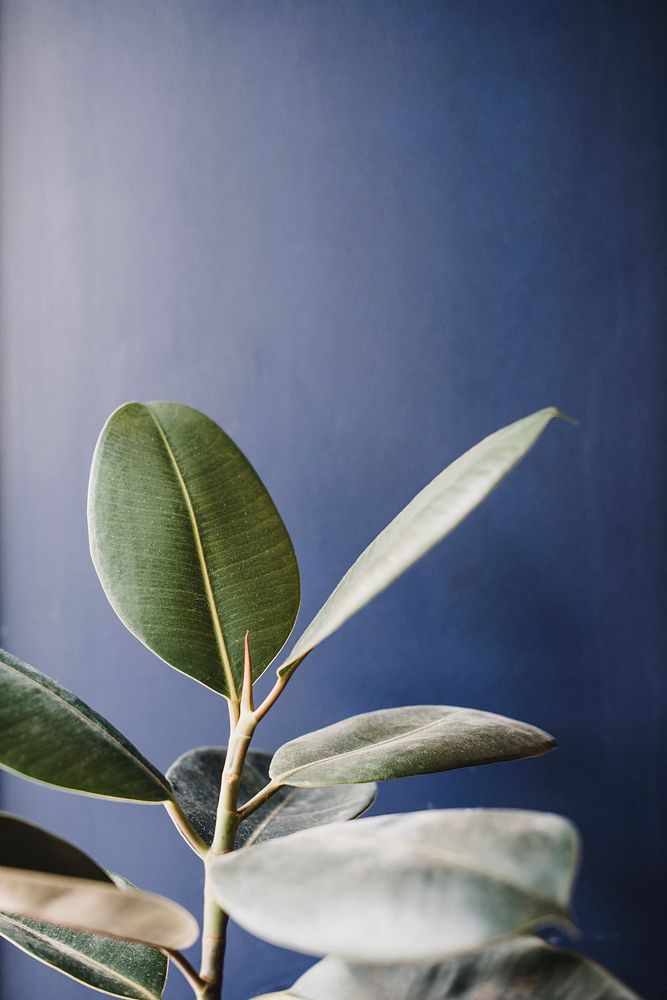 Beautiful green rubber plant background on black wall