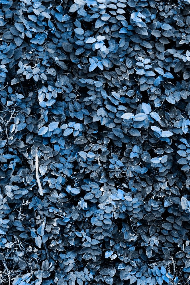Blue plant background text pace