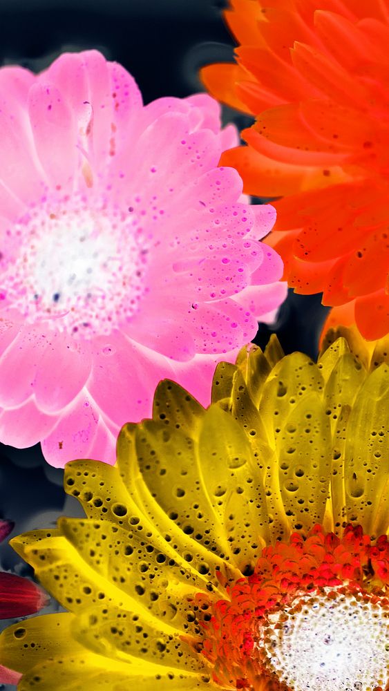 Flower mobile wallpaper background, negative filter
