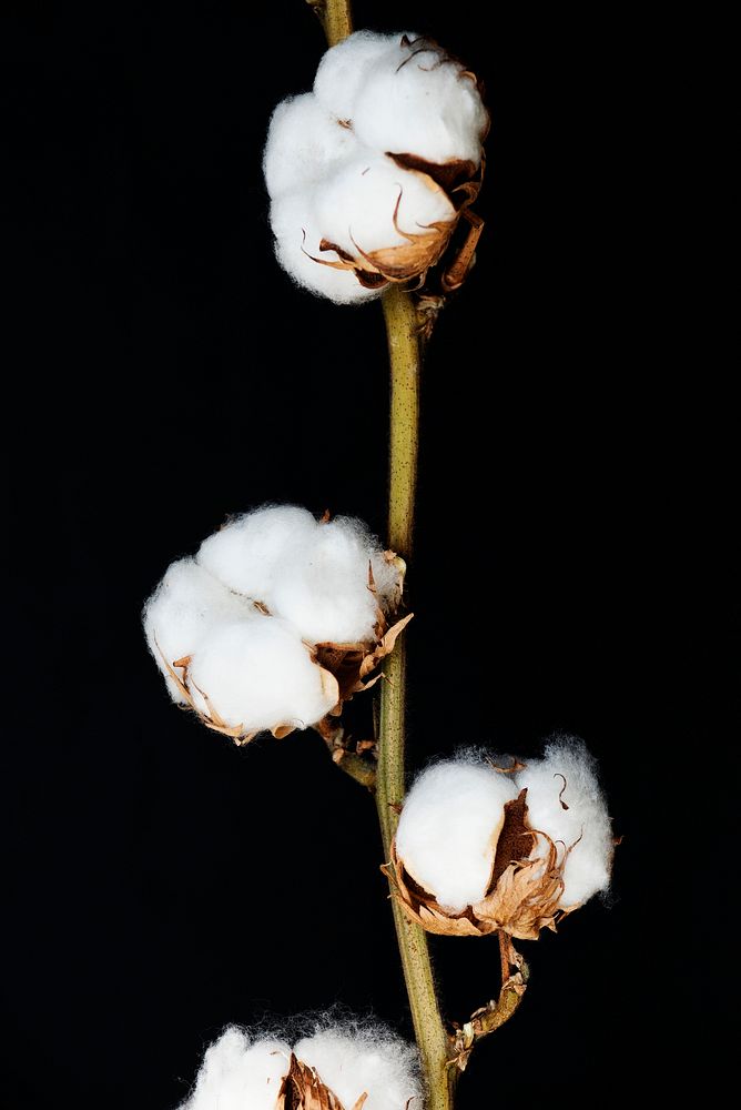Closeup of cotton plant