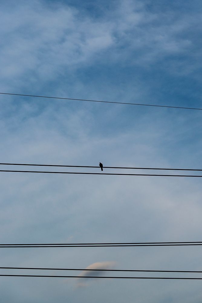 Small bird perched on the electrical wire