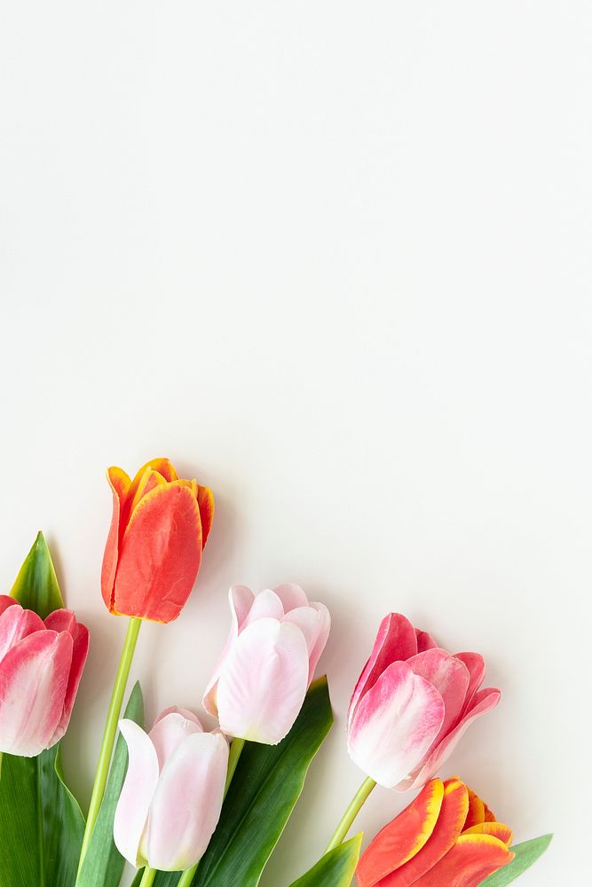 Pink and orange tulips on blank white background template