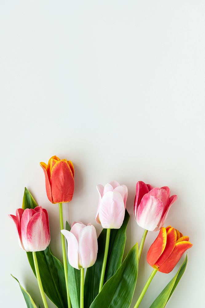 Pink and orange tulips on blank white background template