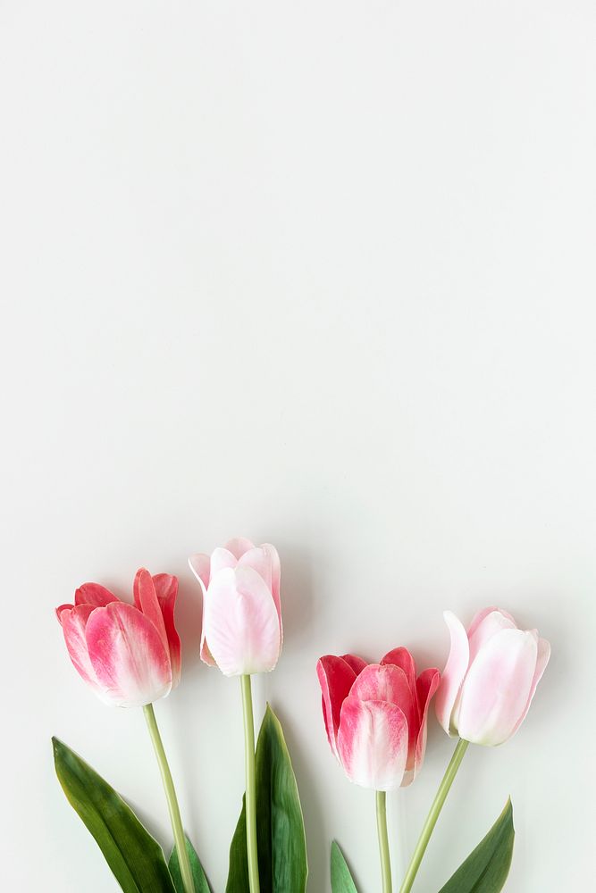 Pink tulips on blank white background template