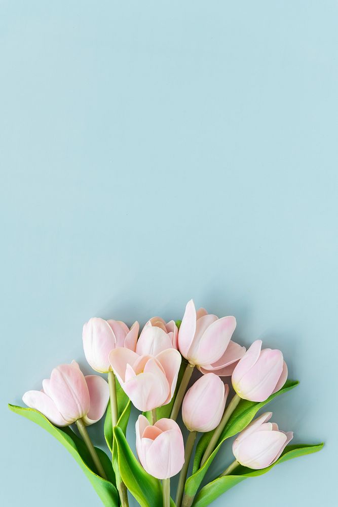 Pink tulip on blank blue background template