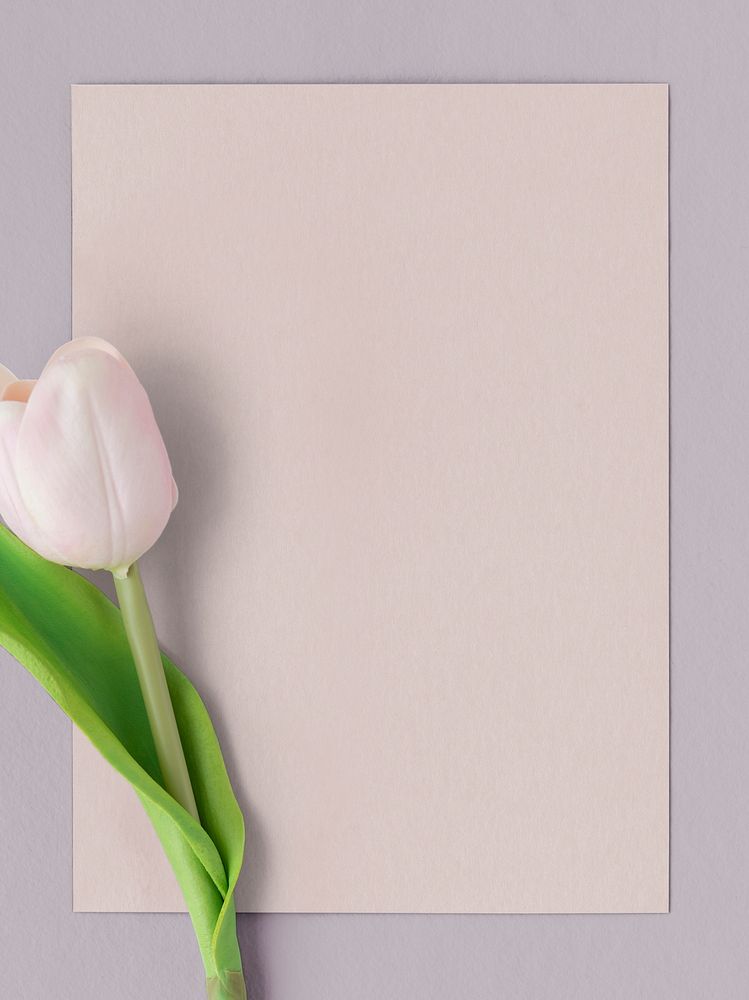 Fresh light pink tulip with blank card mockup