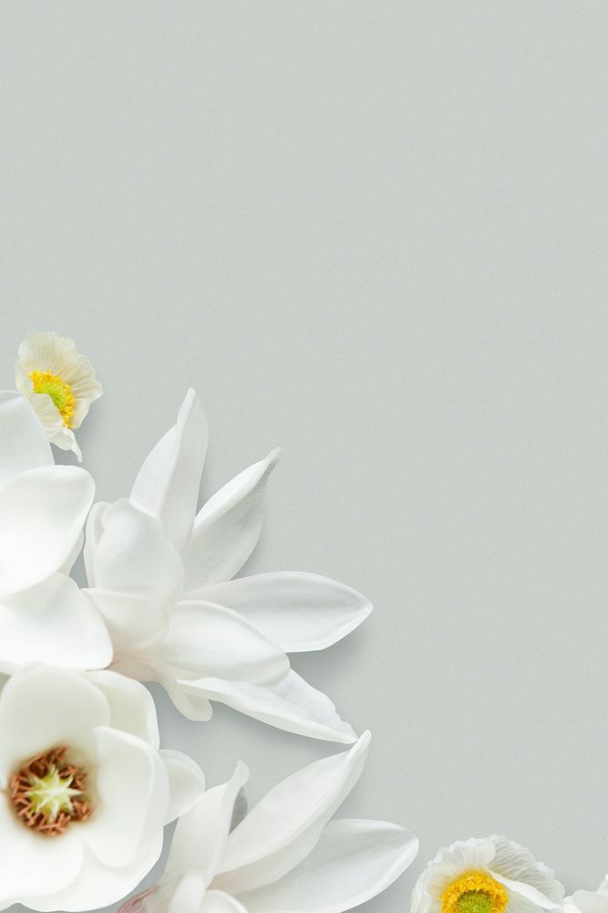 White magnolia pattern background