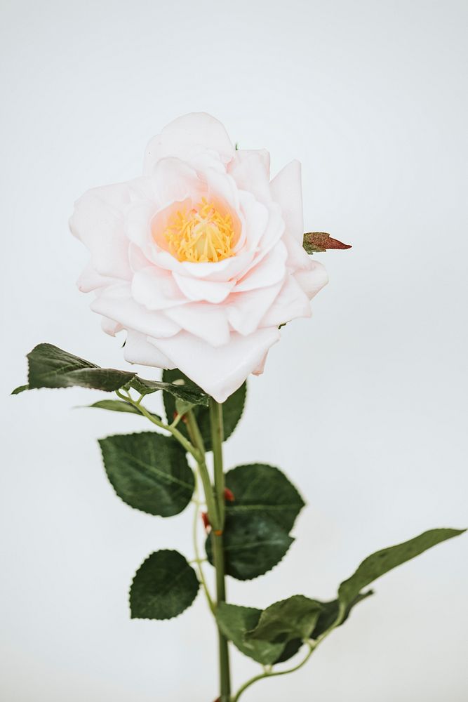 A branch of pink rose on a white background