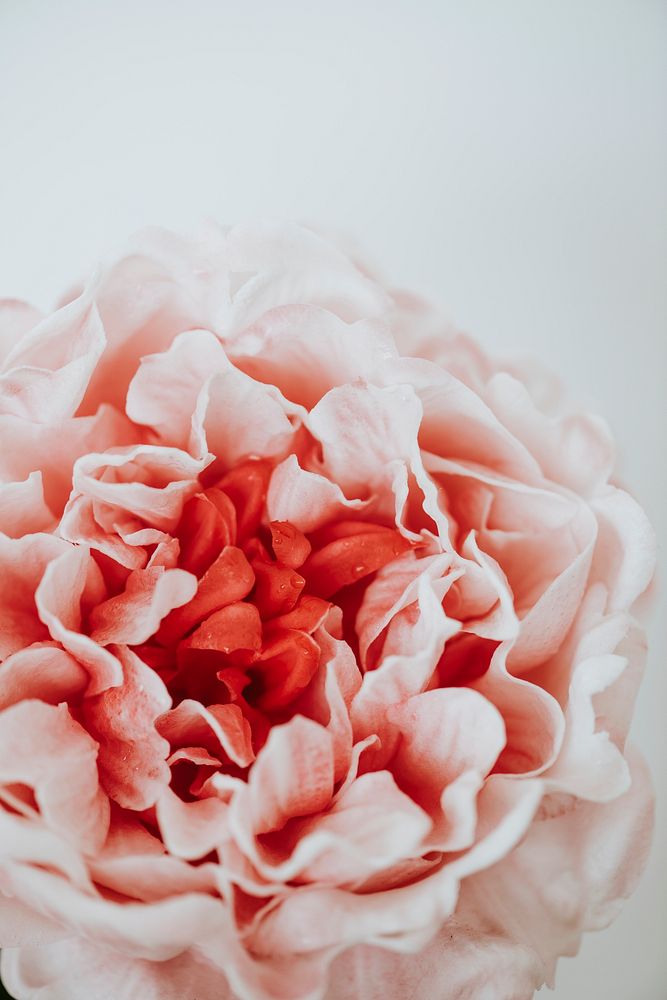 Closeup of pink peony on white background