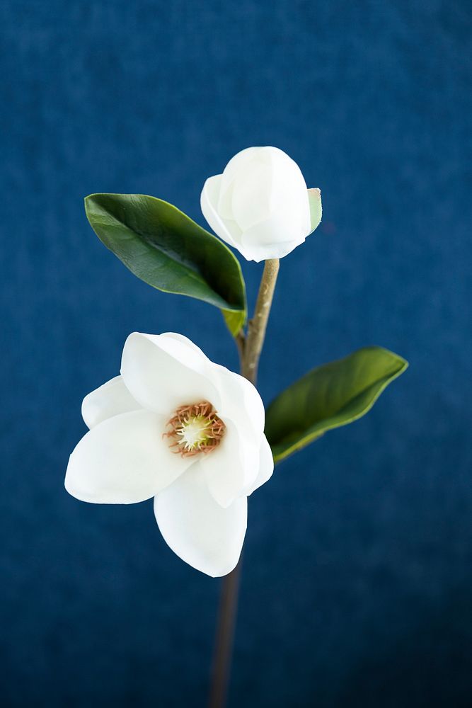 White magnolia on blue background
