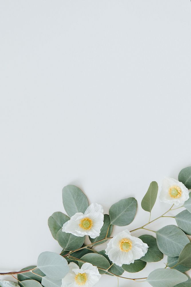 white poppy with eucalyptus leaves background