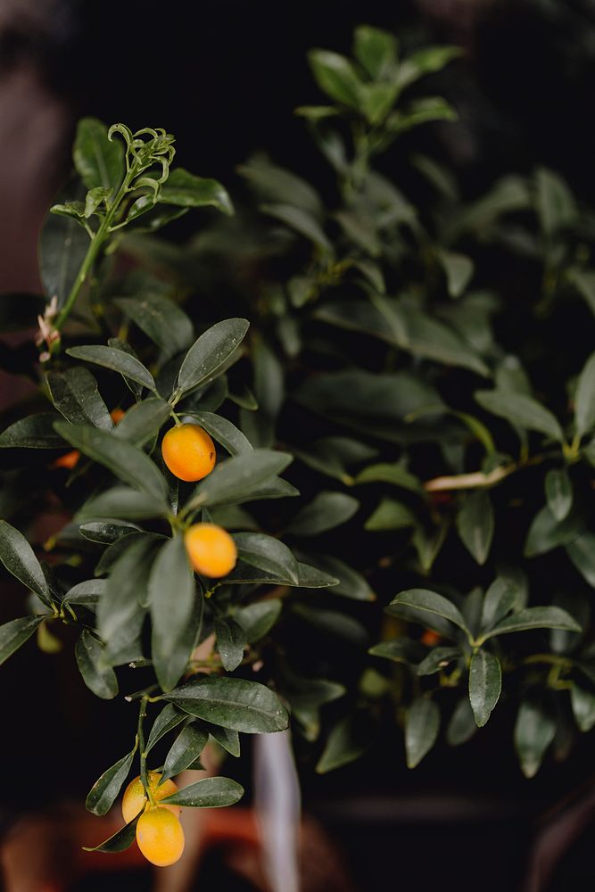 Orange berries on a green bush