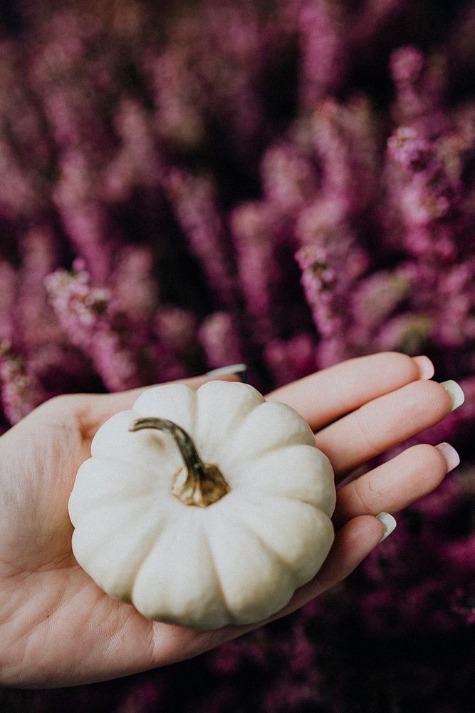 Mini white pumpkin on a palm over heather flowers