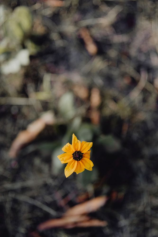 Closeup of black-eyed Susan flower in a garden