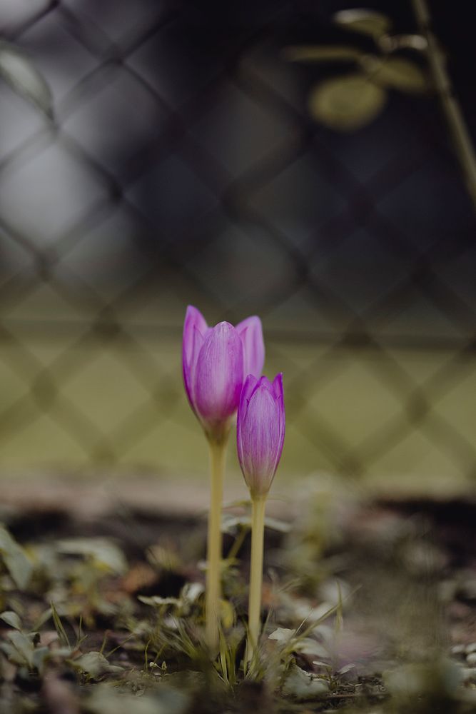 Blooming of purple tulips in a garden