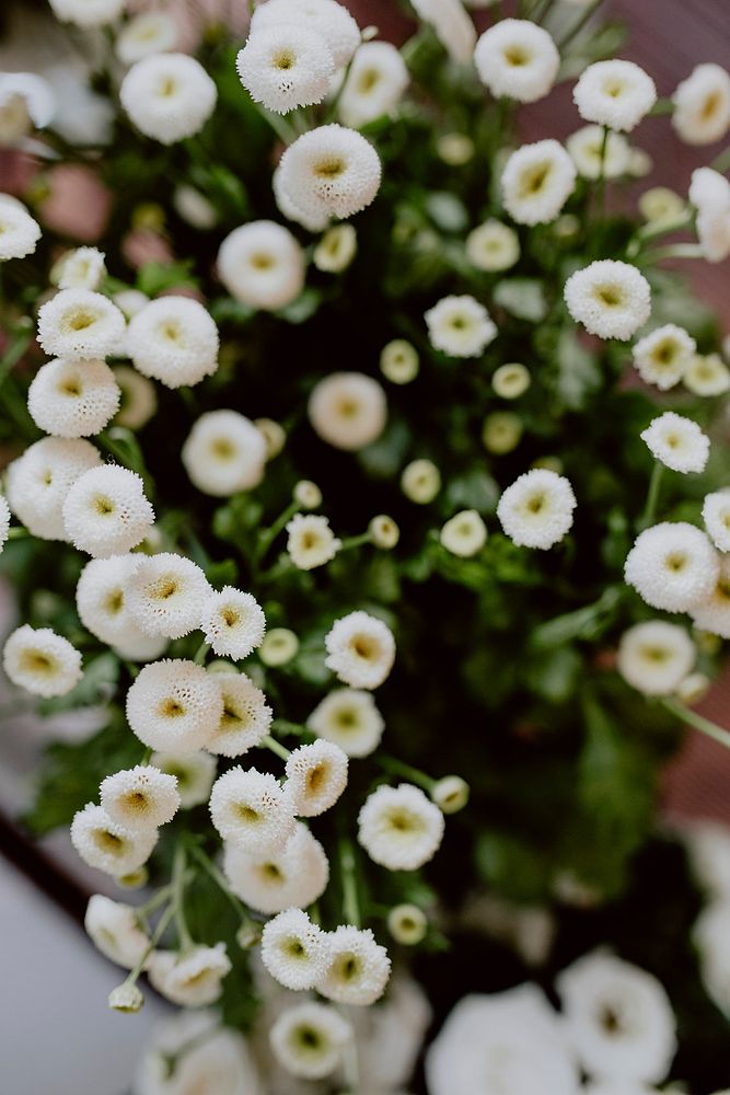 Closeup of white crysthanamum flowers
