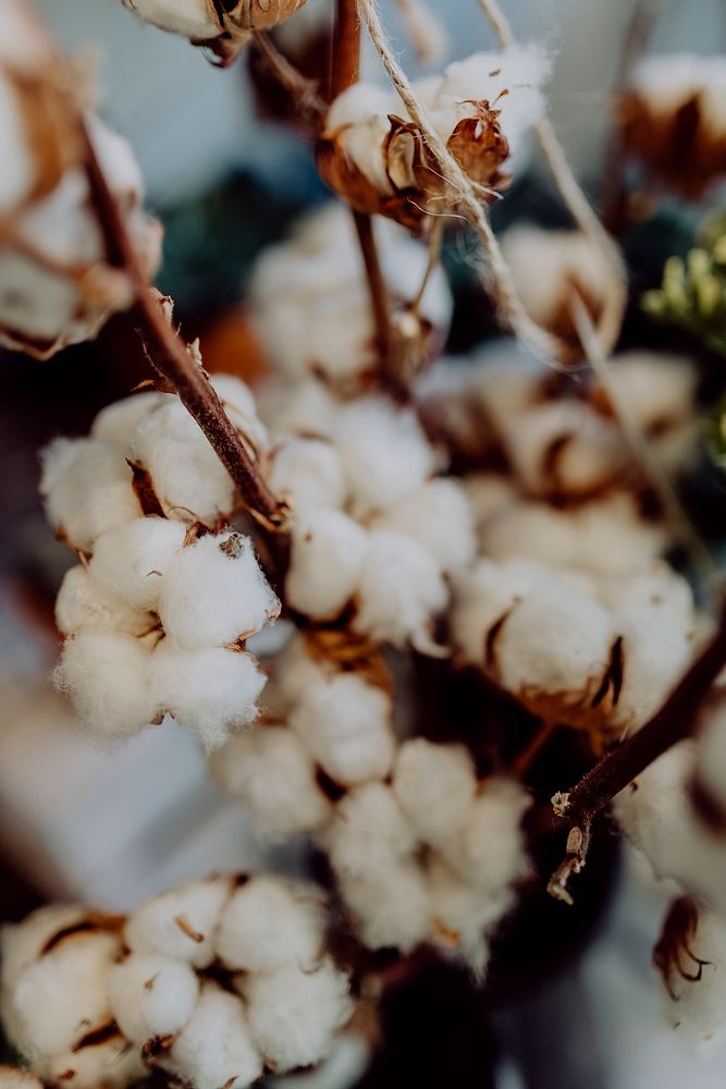 Closeup of white cotton flowers