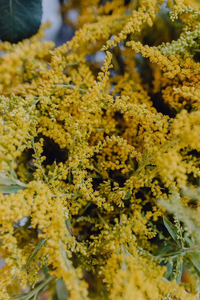 Closeup of yellow mimosa flowers