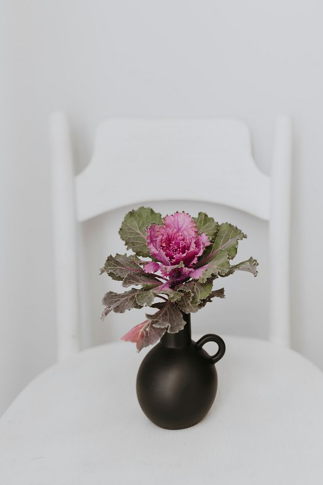 Ornamental kale in a black vase on a white table