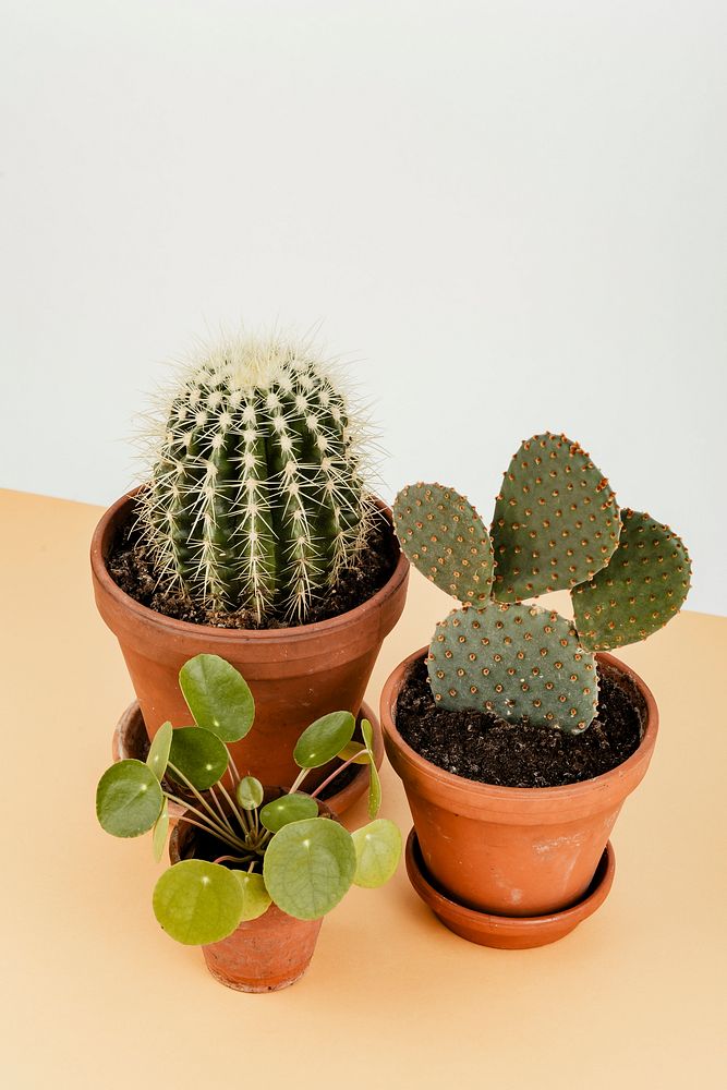 Group of cactus in flowerpots
