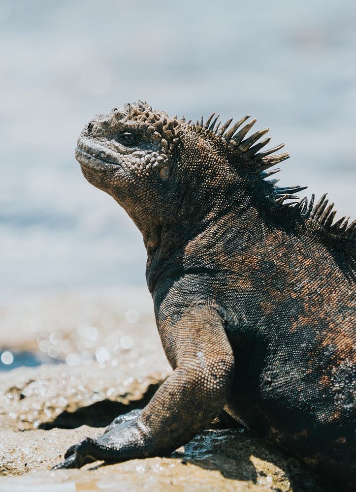 The marine iguana on the Gal&aacute;pagos Islands, Ecuador