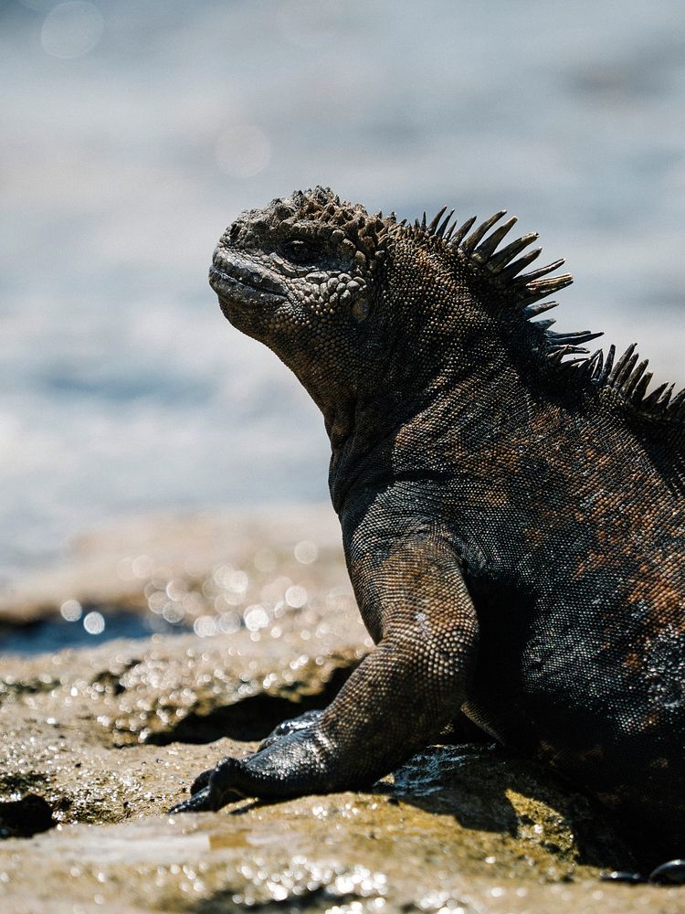 The marine iguana on the Gal&aacute;pagos Islands, Ecuador