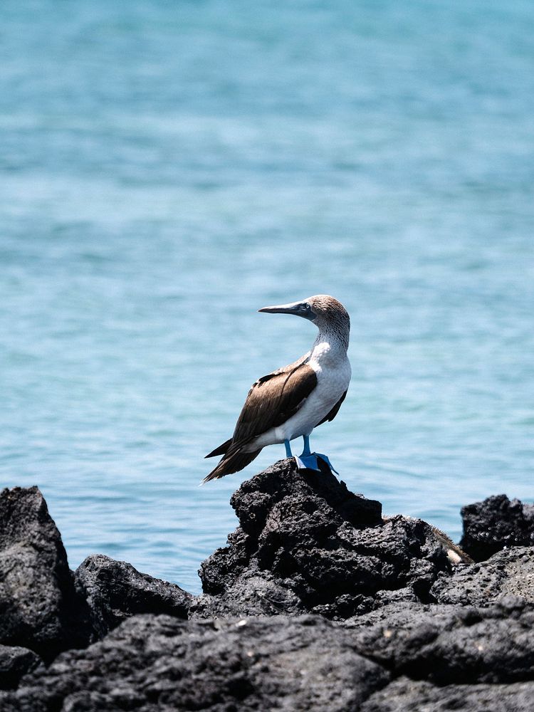 The Blue-footed Booby on a shore of the Gal&aacute;pagos Islands, Ecuador
