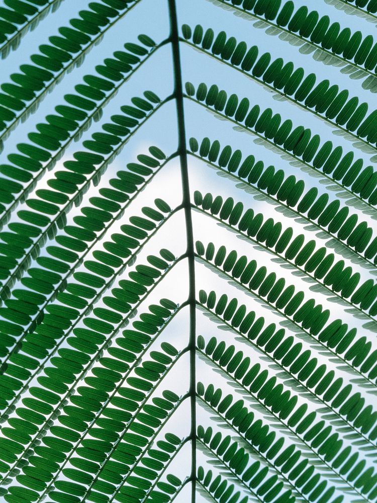 Closeup of a green leaf branch
