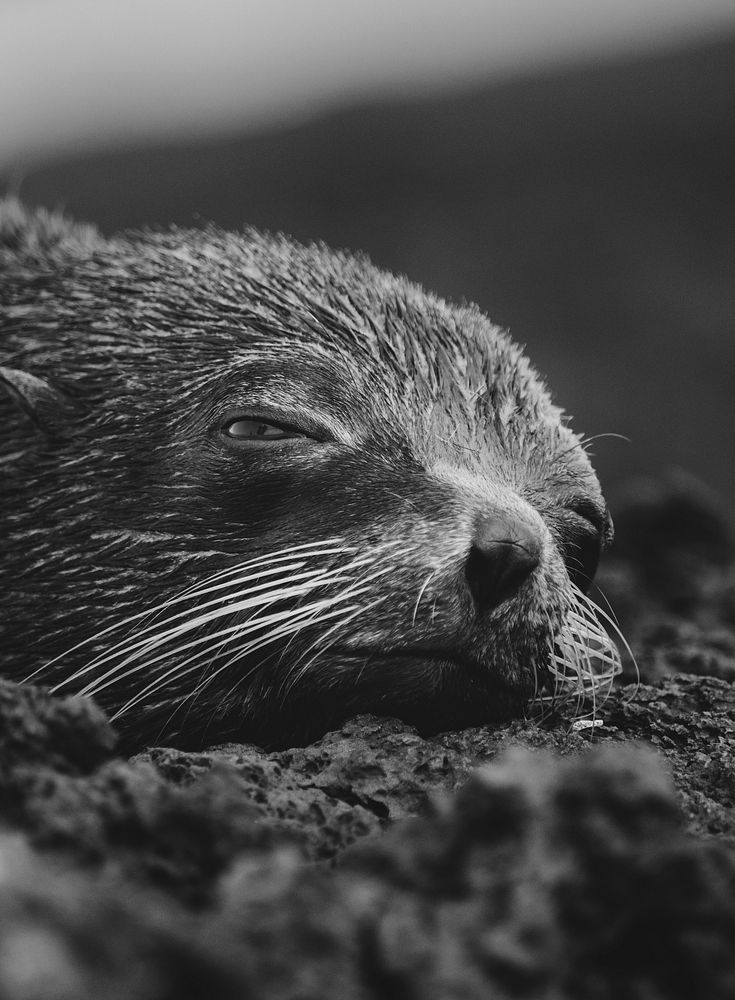 Closeup of the Gal&aacute;pagos fur seal