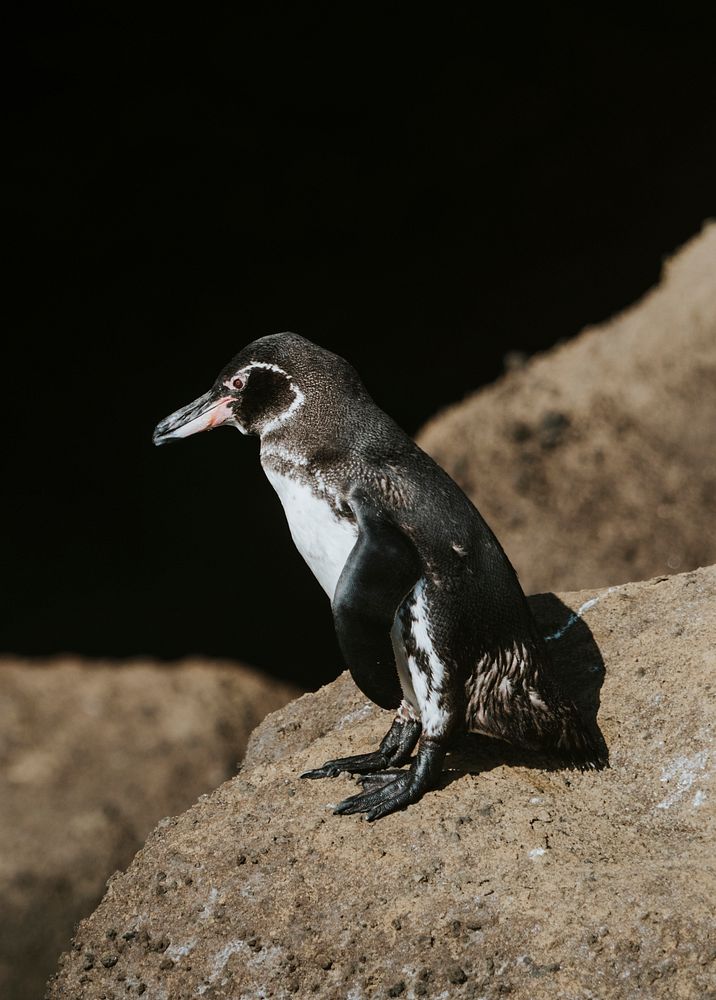 Gal&aacute;pagos penguin on the shore of the Gal&aacute;pagos Islands, Ecuador