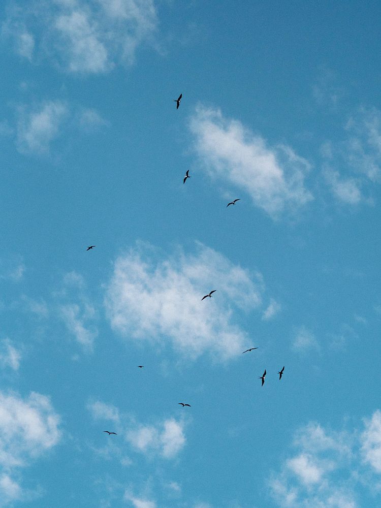 A flock of flying Gal&aacute;pagos petrels at the Gal&aacute;pagos Islands, Ecuador