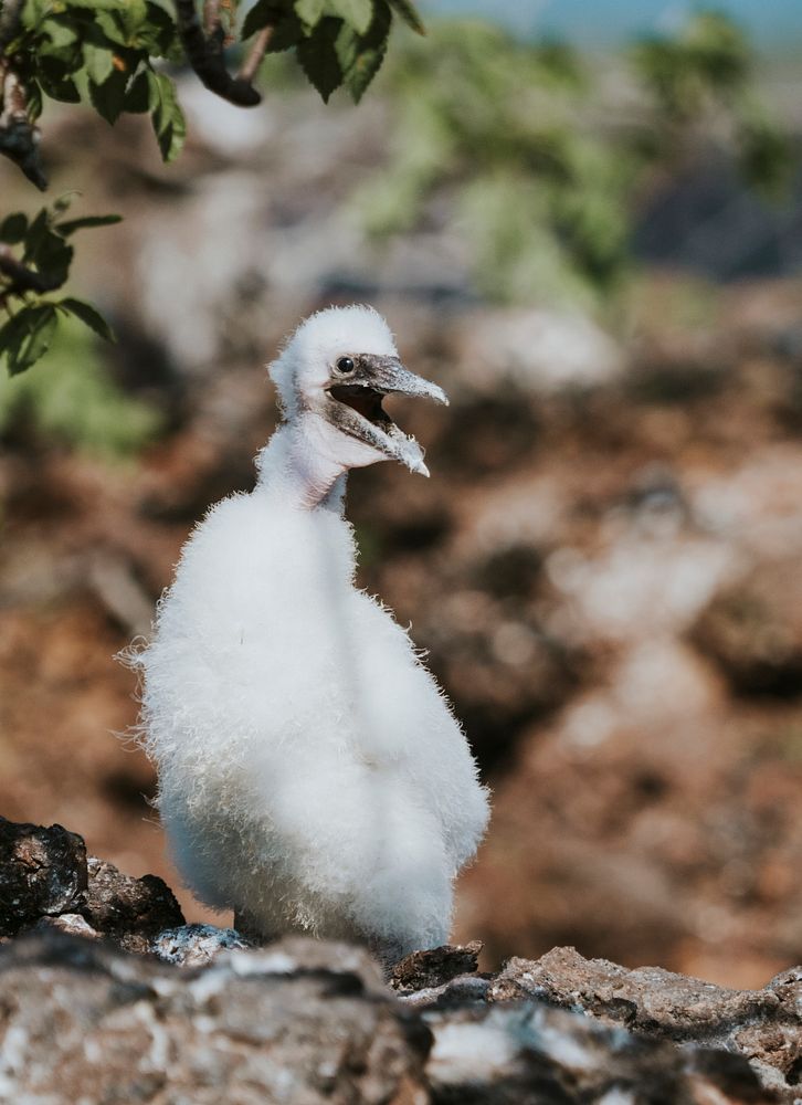 The Nazca booby chick on the Gal&aacute;pagos Islands, Ecuador