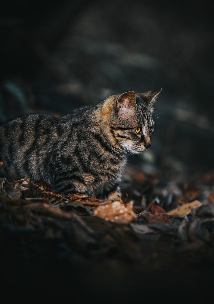 Closeup of a rare wild cat in Zhangjiajie, China