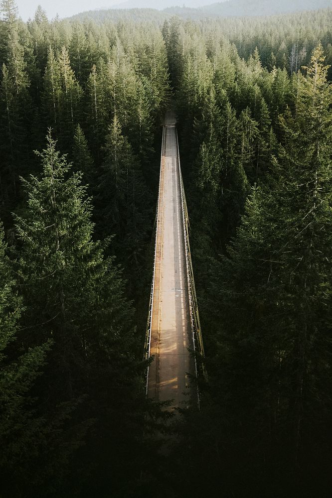 Bridge over a river in a forest