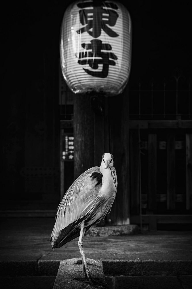 Chinese heron in a temple grayscale