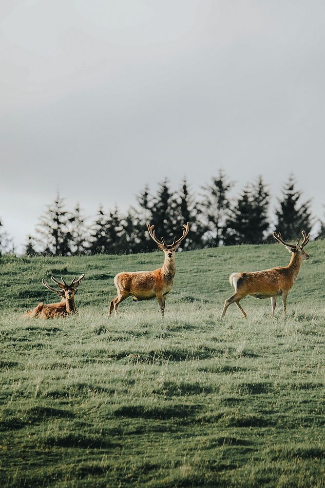 A herd of deer in a field