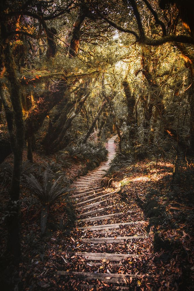 Stairway on Mount Taranaki, Egmont National Park, New Zealand
