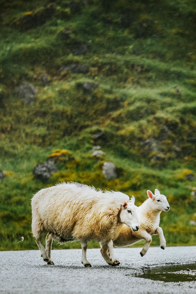 Sheep and lamb crossing the road