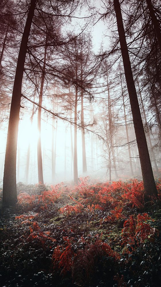 Sunlight shining through the misty woods mobile phone wallpaper